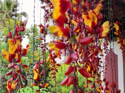 Go on a wine trip to the vineyards of Madeira