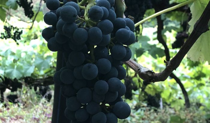 Vinho e cerveja, what else?